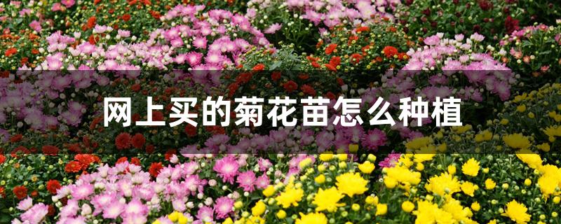 网上买的菊花苗怎么种植 网上买的菊花苗怎么种植