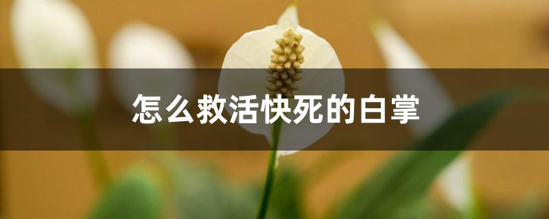 怎么救活快死的白掌 怎么救活快死的白掌
