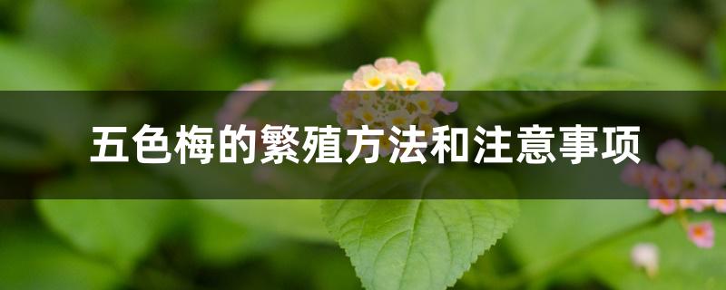 五色梅的繁殖方法和注意事项 五色梅的繁殖方法和注意事项