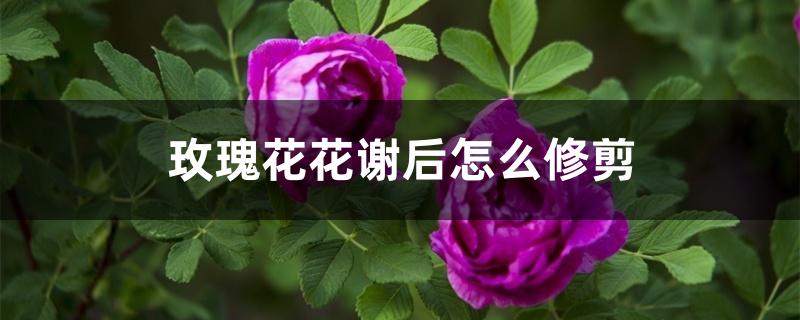 玫瑰花花谢后怎么修剪 玫瑰花花谢后怎么修剪