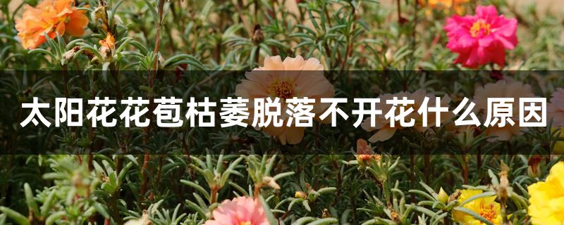 太阳花花苞枯萎脱落不开花什么原因 太阳花花苞枯萎脱落不开花什么原因