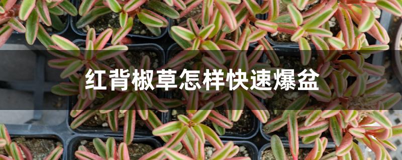 红背椒草怎样快速爆盆 红背椒草怎样快速爆盆