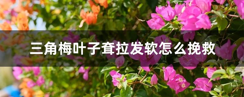 三角梅叶子耷拉发软怎么挽救 三角梅叶子耷拉发软怎么挽救