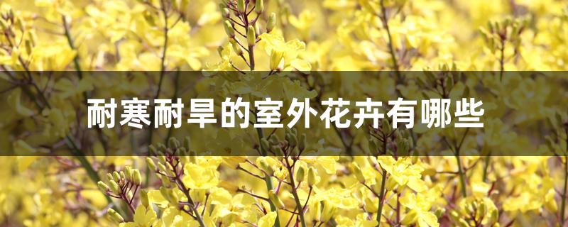 耐寒耐旱的室外花卉有哪些 耐寒耐旱的室外花卉有哪些