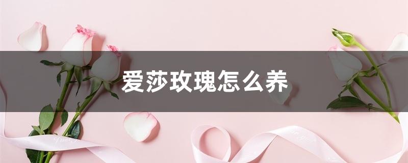 爱莎玫瑰怎么养