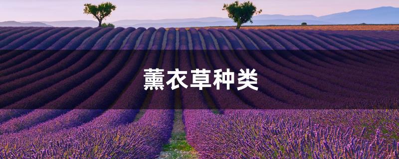 薰衣草种类 薰衣草种类