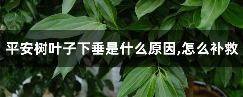 平安树叶子下垂是什么原因,怎么补救 平安树叶子下垂是什么原因,怎么补救