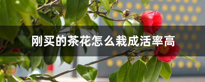刚买的茶花怎么栽成活率高 刚买的茶花怎么栽成活率高