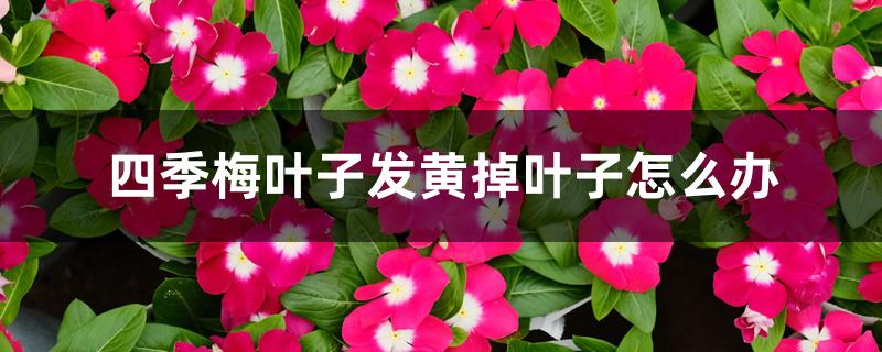 四季梅叶子发黄掉叶子怎么办 四季梅叶子发黄掉叶子怎么办