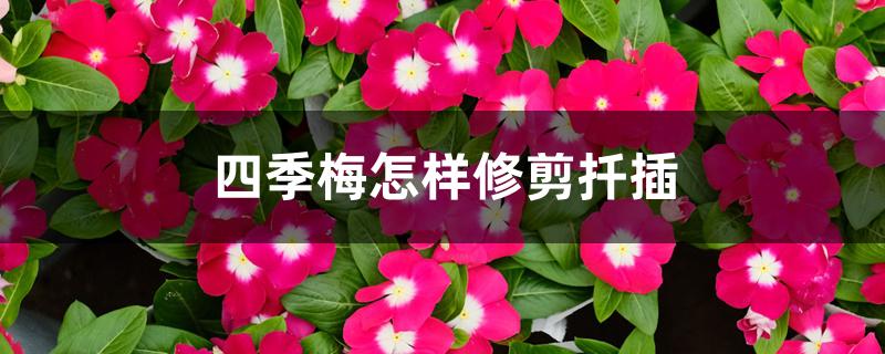 四季梅怎样修剪扦插 四季梅怎样修剪扦插