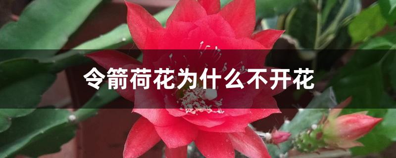 令箭荷花为什么不开花 令箭荷花为什么不开花