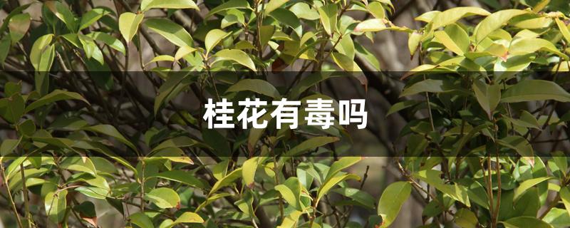 桂花有毒吗 桂花有毒吗