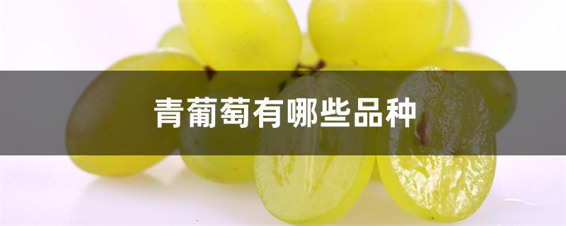 青葡萄有哪些品种 青葡萄有哪些品种
