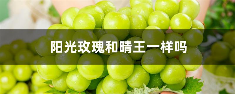 阳光玫瑰和晴王一样吗 阳光玫瑰和晴王一样吗