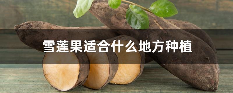 雪莲果适合什么地方种植 雪莲果适合什么地方种植