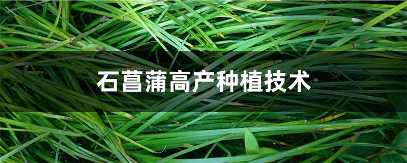 石菖蒲高产种植技术 石菖蒲高产种植技术