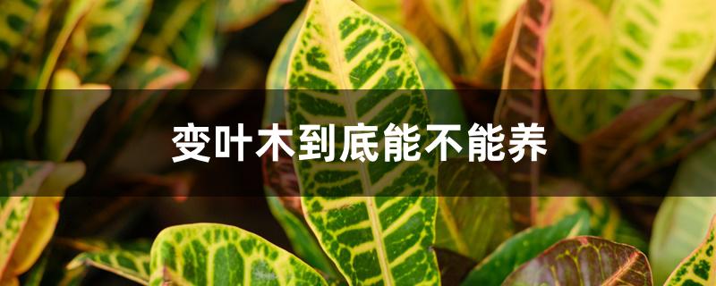 变叶木到底能不能养 变叶木到底能不能养