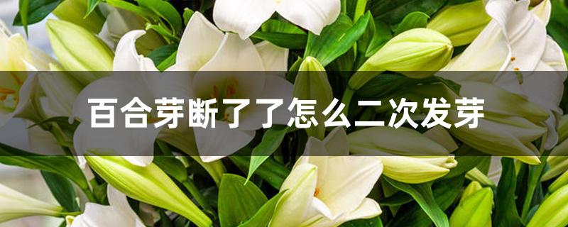 百合芽断了了怎么二次发芽 百合芽断了了怎么二次发芽