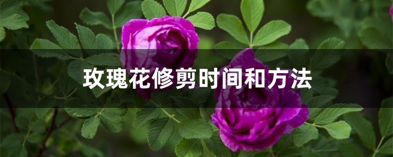 玫瑰花修剪时间和方法