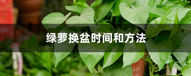 绿萝换盆时间和方法 绿萝换盆时间和方法