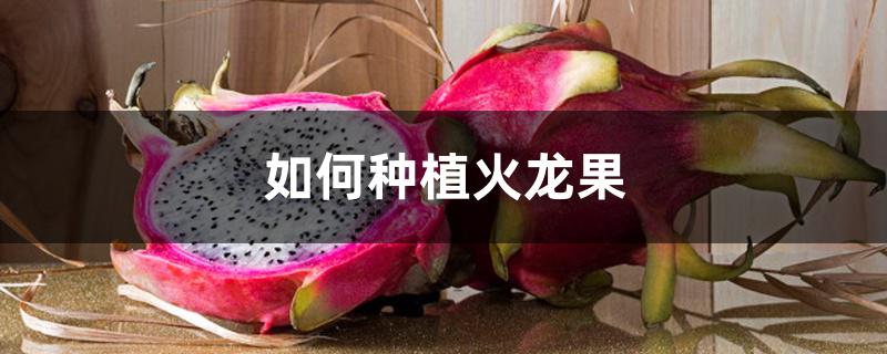 如何种植火龙果