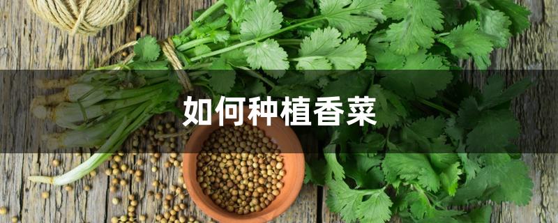 如何种植香菜 如何种植香菜