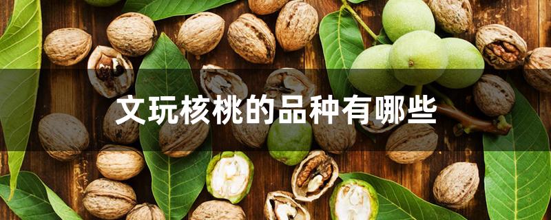 文玩核桃的品种有哪些 文玩核桃的品种有哪些