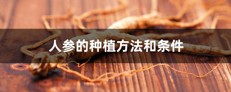 人参的种植方法和条件 人参的种植方法和条件