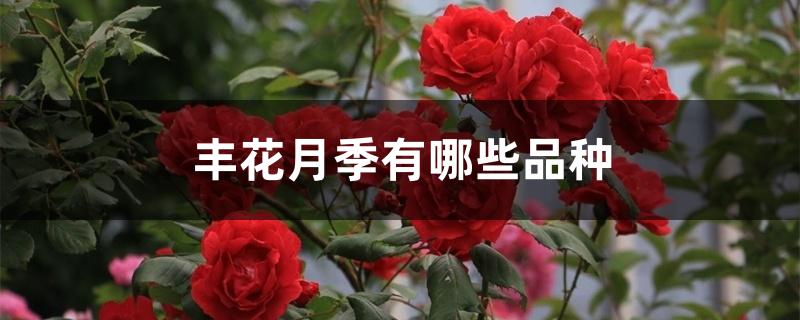 丰花月季有哪些品种 丰花月季有哪些品种