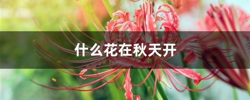 什么花在秋天开 什么花在秋天开