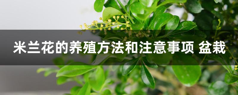 米兰花的养殖方法和注意事项 盆栽 米兰花的养殖方法和注意事项 盆栽