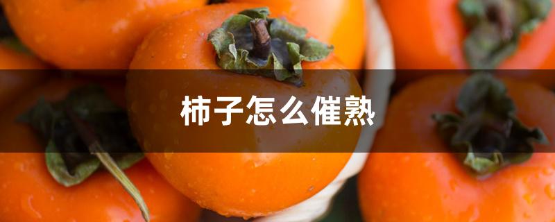 柿子怎么催熟 柿子怎么催熟