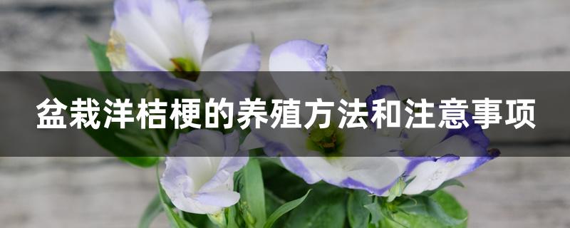 盆栽洋桔梗的养殖方法和注意事项 盆栽洋桔梗的养殖方法和注意事项