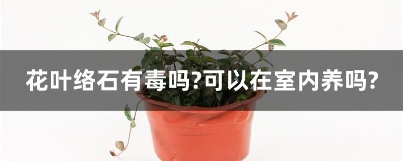 花叶络石有毒吗?可以在室内养吗? 花叶络石有毒吗?可以在室内养吗?