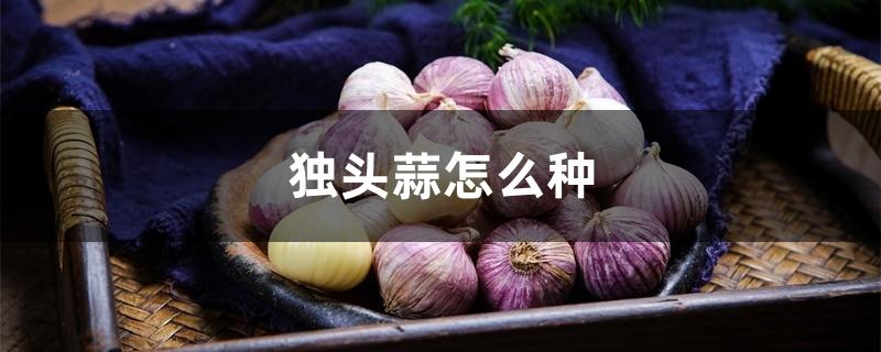 独头蒜怎么种 独头蒜怎么种