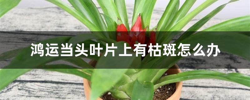 鸿运当头叶片上有枯斑怎么办 鸿运当头叶片上有枯斑怎么办