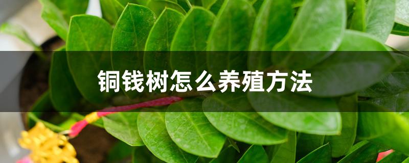 铜钱树怎么养殖方法 铜钱树怎么养殖方法