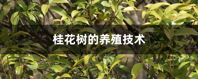 桂花树的养殖技术 桂花树的养殖技术