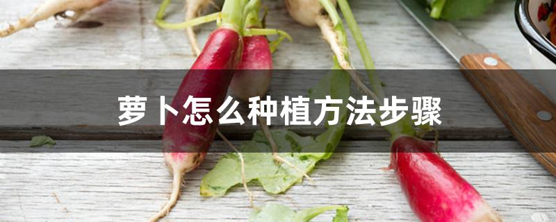萝卜怎么种植方法步骤 萝卜怎么种植方法步骤