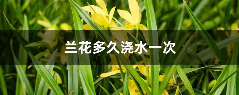 兰花多久浇水一次