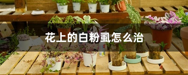 花上的白粉虱怎么治 花上的白粉虱怎么治