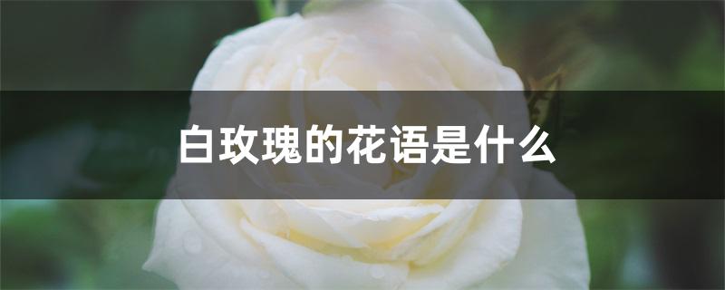 白玫瑰的花语是什么 白玫瑰的花语是什么