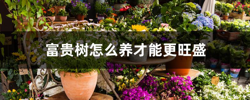 富贵树怎么养才能更旺盛 富贵树怎么养才能更旺盛