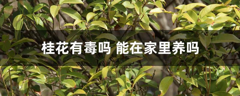 桂花有毒吗 能在家里养吗