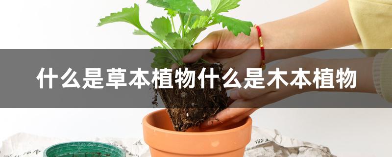 什么是草本植物什么是木本植物 什么是草本植物什么是木本植物
