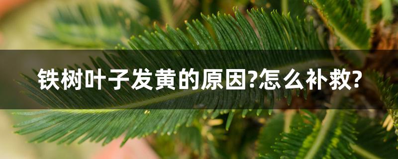 铁树叶子发黄的原因?怎么补救? 铁树叶子发黄的原因?怎么补救?