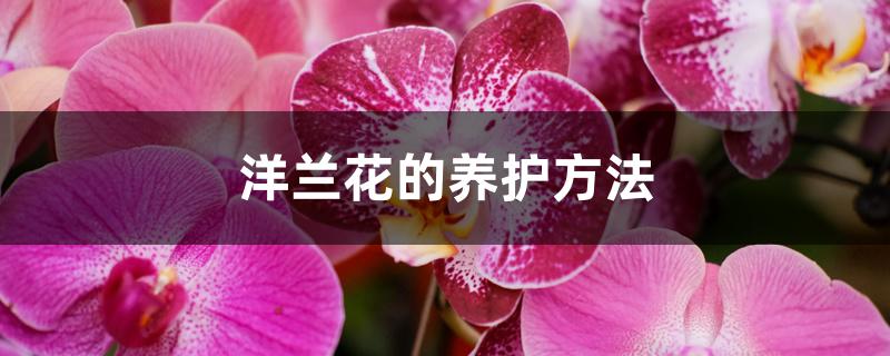 洋兰花的养护方法 洋兰花的养护方法