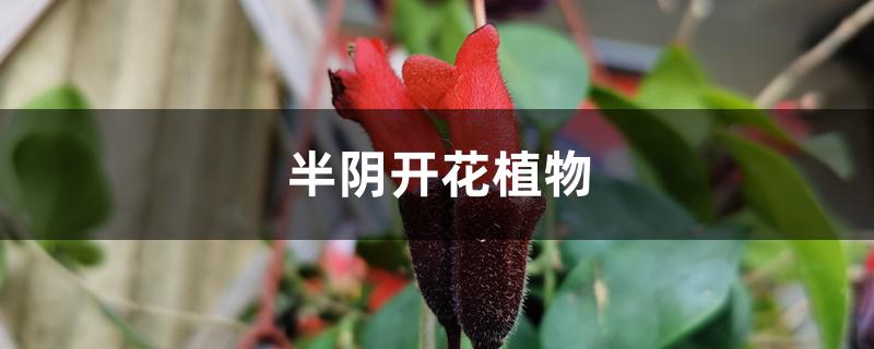 半阴开花植物 半阴开花植物