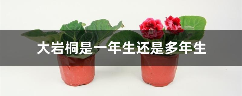 大岩桐是一年生还是多年生 大岩桐是一年生还是多年生