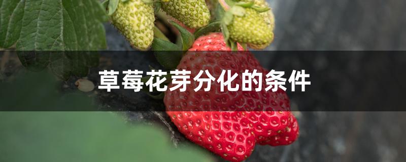 草莓花芽分化的条件 草莓花芽分化的条件